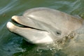 Sandy is a very handsome bottlenose dolphin. Come visit him and his f