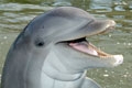 Say hello to Talon, the bottlenose dolphin.