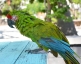 Thumbnail view of Mr. Parrot