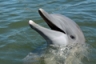 Luna is a gorgeous bottlenose dolphin.