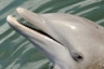 Cayo is a beautiful dolphin who lives in the Florida Keys.