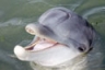 Gypsi is a gorgeous bottlenose dolphin.