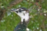 Say hello to our peafowl on your next dolphin visit!