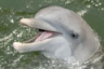 Stop by Dolphin Research Center in the Florida Keys to meet Tanner.