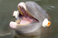 Dolphin wearing research sensors (Program Image)