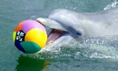 Dolphin swimming with a ball in its mouth (Quicklink Item)