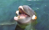 Dolphin wearing research sensors (Quicklink Item)