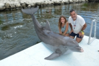 Guest feeding a dolphin from the dock