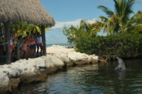 Dolphin in lagoon in front of thatched roof building