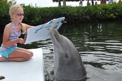 A dolphin painting with a brush in its mouth. (Program Image)