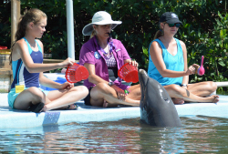 Trainers on the dock with a dolphin in the water (Program Image)