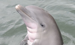 A thumbnail image for 'How Dolphins Produce Sounds'
