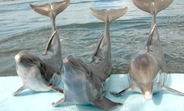 A thumbnail image for 'Proving Culture in Whales and Dolphins'