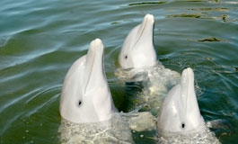 A thumbnail image for 'Do Bottlenose Dolphins Have Culture?'