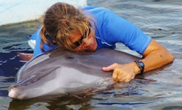 A thumbnail image for 'Profile of Dolphin Research Center'