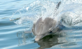 A thumbnail image for 'Why We Train Dolphins'