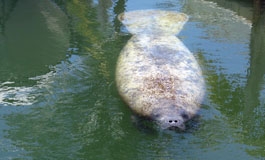 A thumbnail image for 'DRC's Role in Manatee Assistance'
