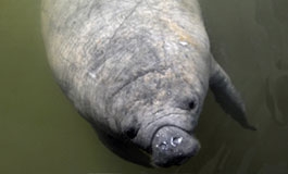 A thumbnail image for 'Tips to Protect Manatees'