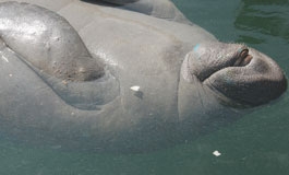 A thumbnail image for 'Support DRC’s Manatee Rescue Efforts'