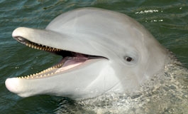 A thumbnail image for 'The Bottlenose Dolphin'