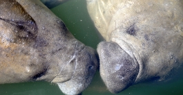 A thumbnail image for 'Report a Manatee in Distress'