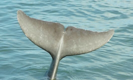 A dolphin's tail above water