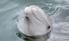 A dolphin's head emerging from the water