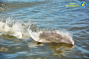 Sandy - Bottlenose Dolphin