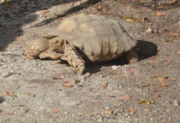 Speedy the Tortoise