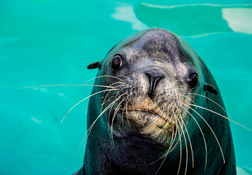 Clyde the sea lion