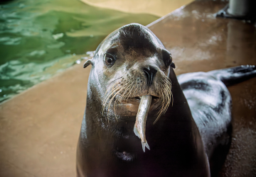 Raleigh the sea lion
