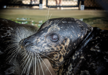 Sea lion