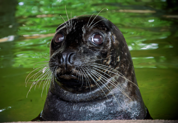 Cane the sea lion