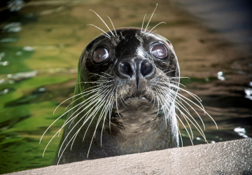 Sea lion