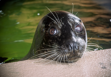 Sea lion