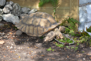 Ziggy the Tortoise