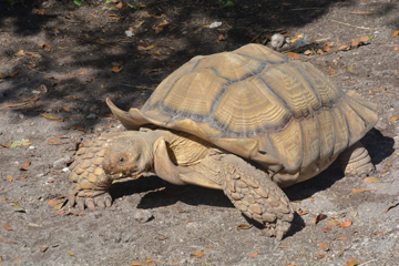 Ziggy the Tortoise