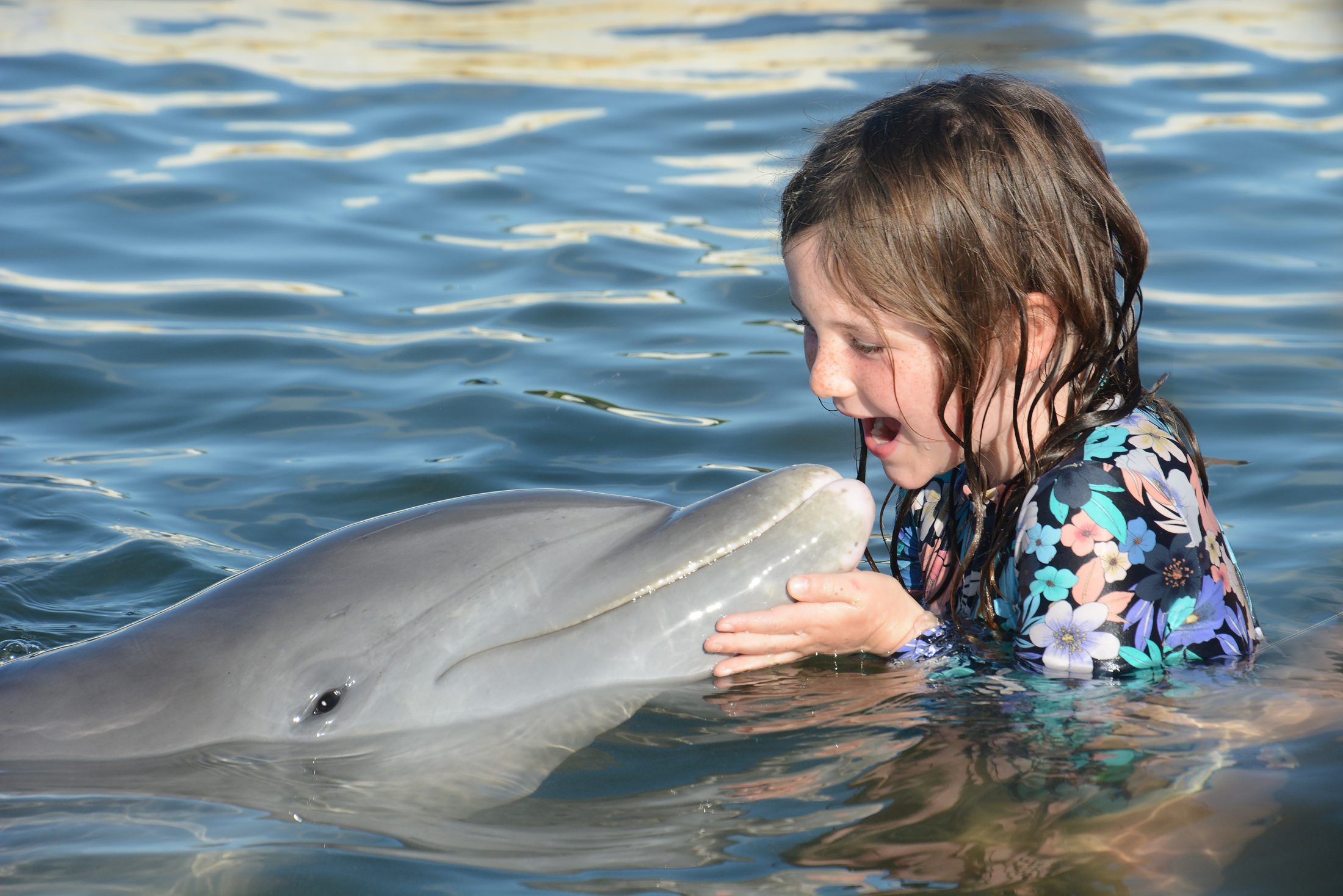 Make a wish Dolphin program