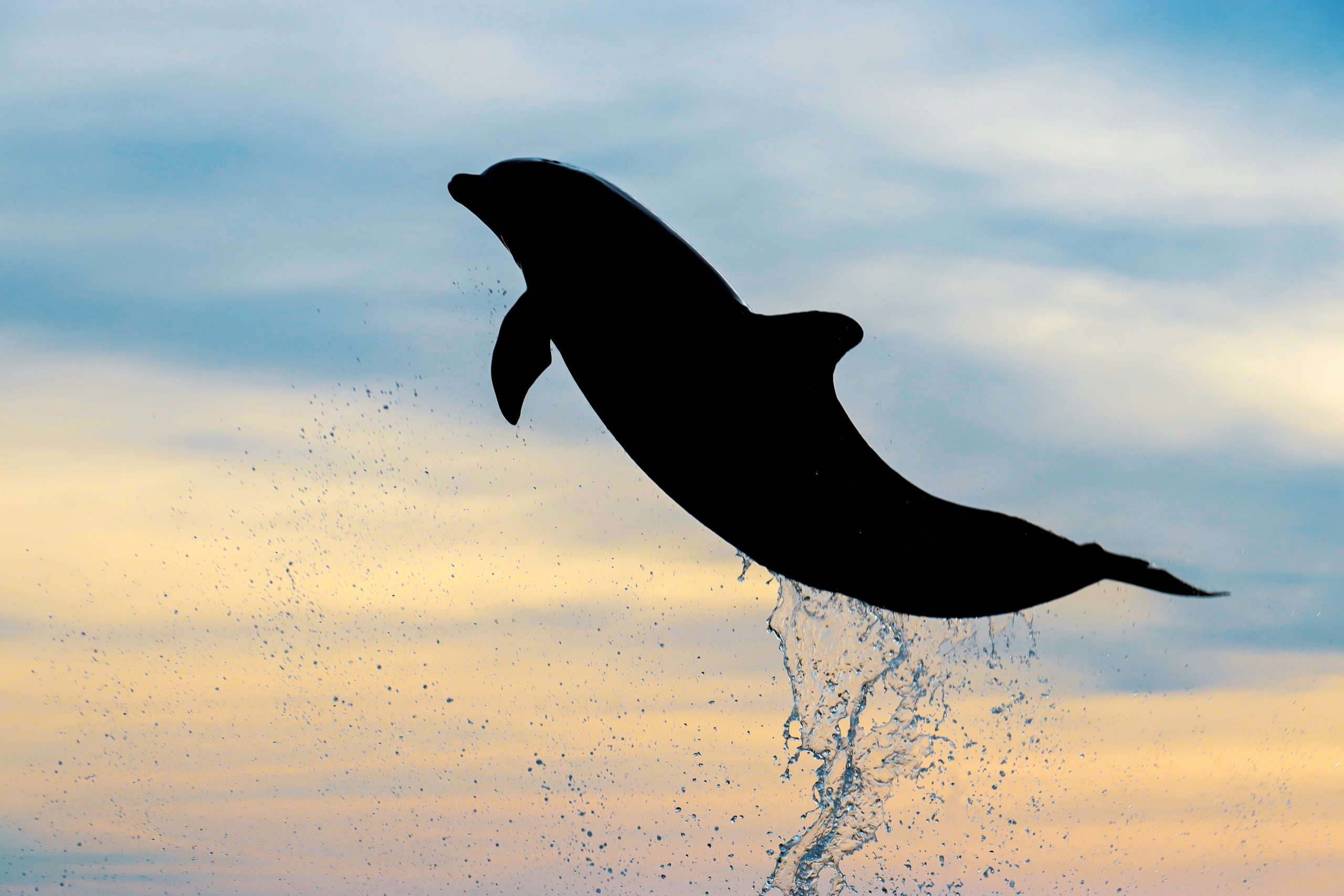 Dolphin Sunset Celebration - Dolphin Research Center